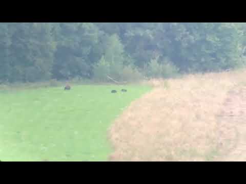 Bear Watching Safari in the Wild