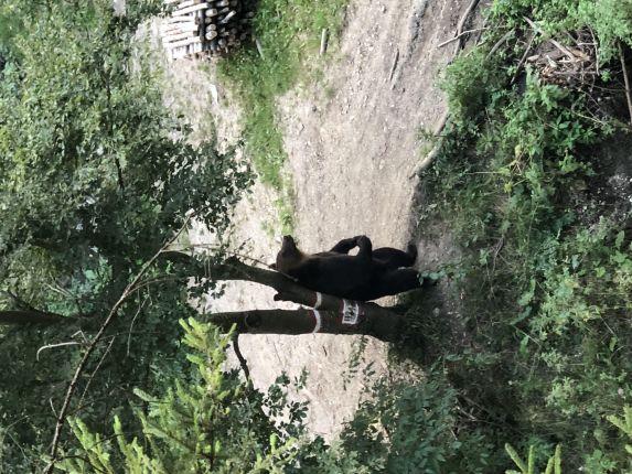 Snapshot of traveller