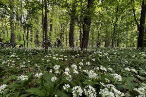 Bike in the beautiful and fresh air of Snagov forest