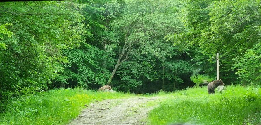 Snapshot of traveller